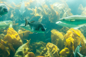 Fototapeta na wymiar Fishes in aquarium or reservoir ubder water on fish farm