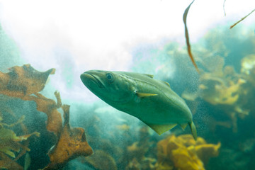 Fishes in aquarium or reservoir ubder water on fish farm