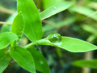 dew drop on grass