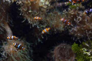 ocellaris clownfish clown anemonefish clownfish false percula clownfish Amphiprion ocellaris animal Underwater Photo close up small fish