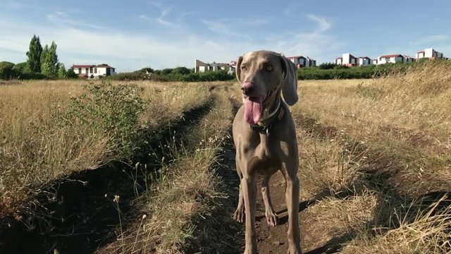 weimeraner tongue&acute;s out slowmotion