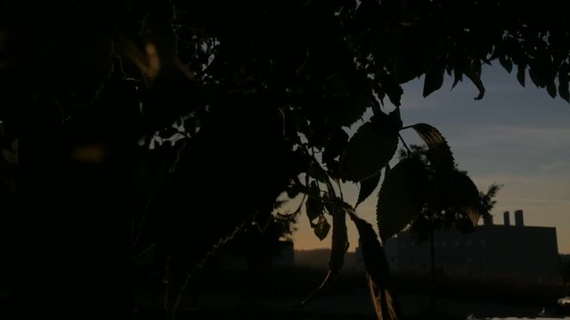 tree leaves in backlight