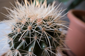 detail of a cactus home plant