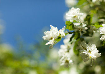 Blossom apple over nature background, spring flowers
