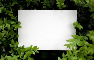 Creative layout made of green leaves with paper card note. Flat lay. Nature concept