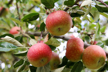 Ripe juicy apples on the apple tree