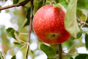 Ripe juicy apple on the apple tree