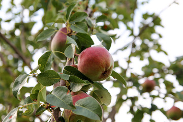 Ripe juicy pears at the pear tree