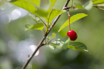 Red cherry berry on the tree 