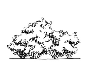 Hand drawn architect shrub, vector sketch, architectural illustration