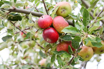 Ripe juicy apples on the apple tree