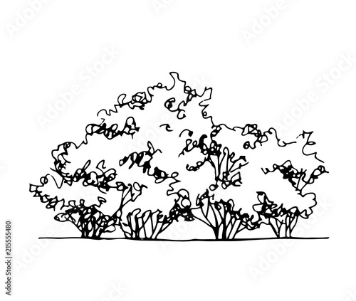 "Hand drawn architect shrub, vector sketch, architectural illustration