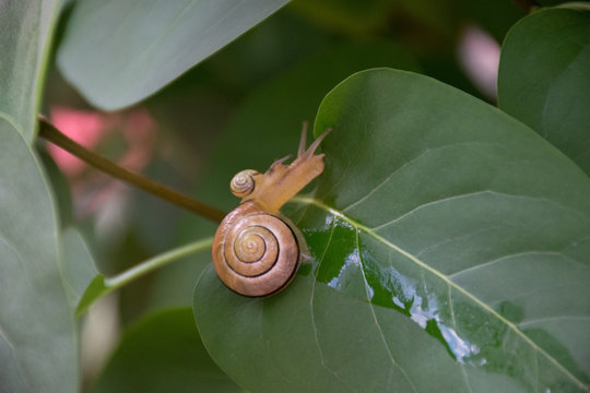 Little Snail