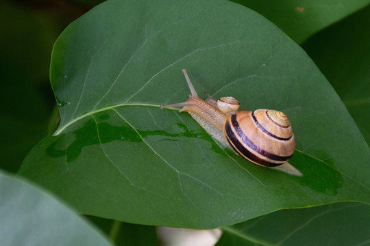 Little Snail