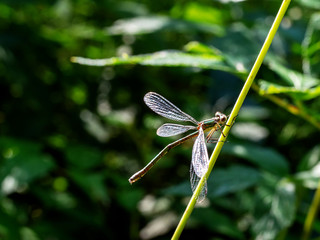 A Scarce Emerald Damselfly, Lestes dryas, in the summer sun.