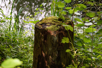 Baumstumpf Moos