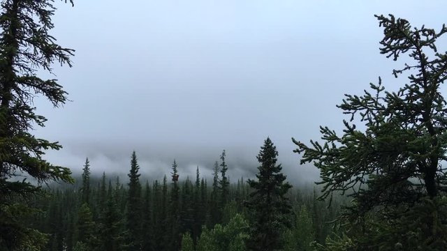 Time Lapse of Morning Fog Moving Over the Tops of Trees in the Canadian Rockies