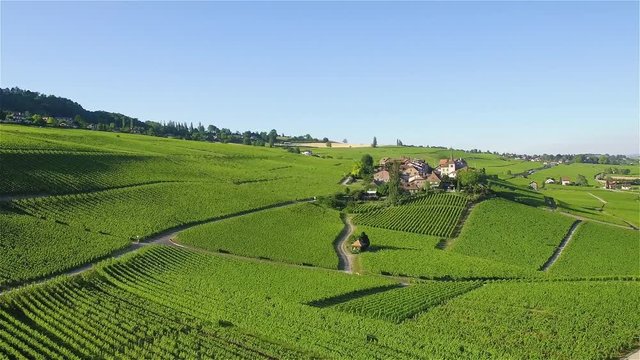 4K Aerial footage of Vineyard fields between Lausanne and Geneva in Switzerland -UHD