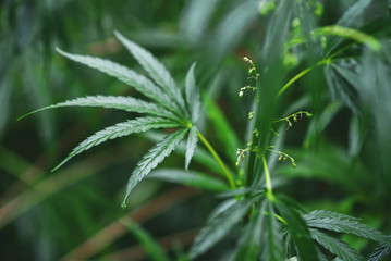 Wild agricultural hemp grows in the countryside