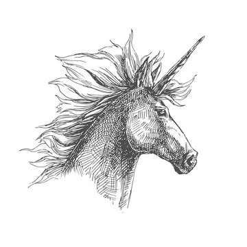 Vector vintage illustration of unicorn in engraving style. Hand drawn portrait of magic animal isolated on white. Fantasy character sketch