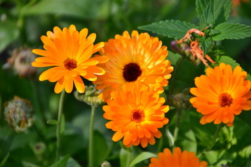 Calendulas