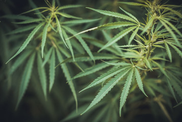 Wild agricultural hemp grows in the countryside