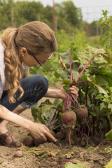 Woman picking fresh beets from a garden