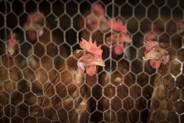 Hens in a chicken coop