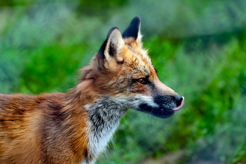 Beautiful red fox portrait. 