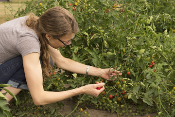 Woman picking fresh cherry tomatos from a garden