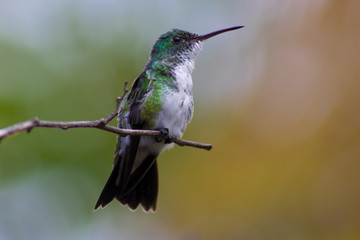 Fototapeta na wymiar Hummingbird bird from tropic forest in Brazil