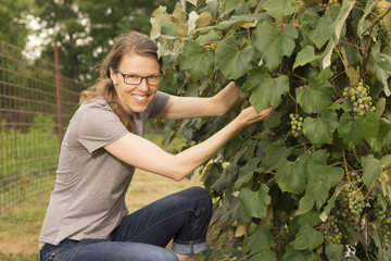 Woman picking grapes from a vine