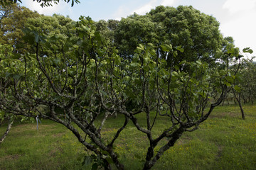 branch of fig tree with unripe fruit