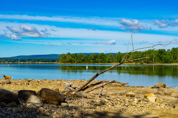 Dog Exploring the Beach of Sacandaga Lake