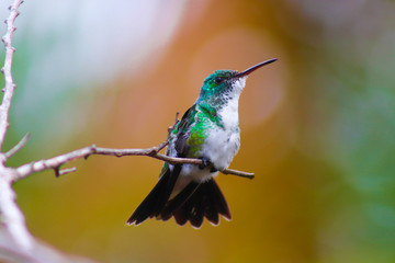 Fototapeta na wymiar Hummingbird bird from tropic forest in Brazil