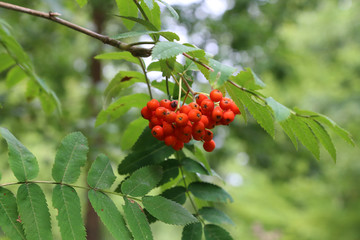 Ripe mountain ash on branches