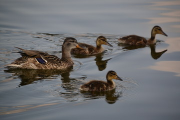 Mallard Family