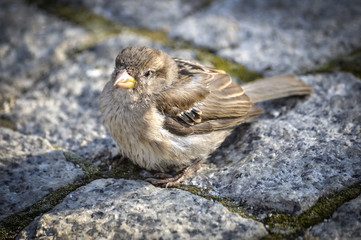 Odpoczynek w słońcu