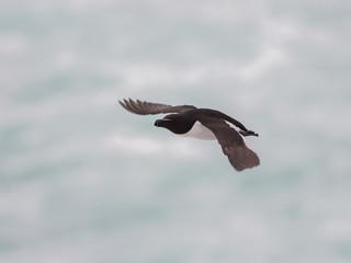 Flying razorbill (Alca Torda), Iceland