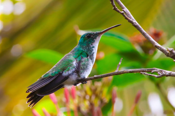 Hummingbird bird from tropic forest in Brazil