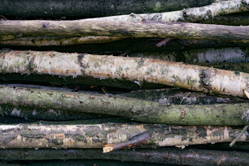 sawn logs on the ground, Spilled trees, beautiful background of trees, forest