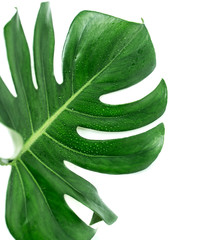 green tropical leaf on white background, Monstera plant