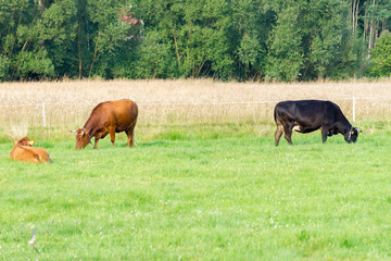 Fototapeta na wymiar cows graze in the field under the hot sun, village farm, cattle