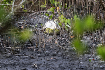 Old soccer ball irregularly discarded, environmental pollution in Brazilian mangrove, serious...
