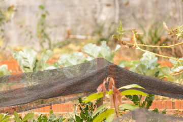 planta horta