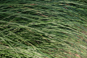 Close Up of Ornamental Tall Grass Shrub