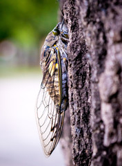 cicada on the tree
