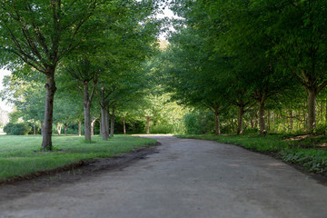 Rural tree-lined road through a green park