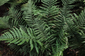 Fototapeta na wymiar Perfect natural fern pattern. Beautiful background made with young green fern leaves. Color of kale.
