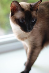 Chat